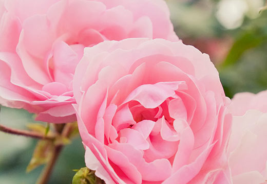 rose_damas