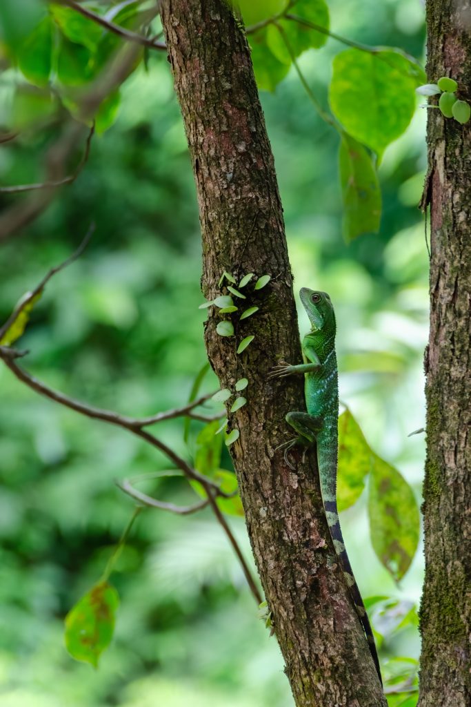 pen_ash-lizard-8091302