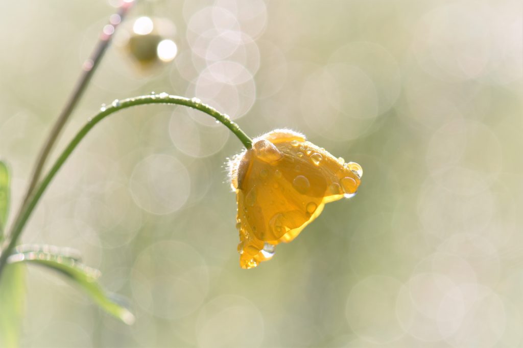 pitsch-buttercup-2242223